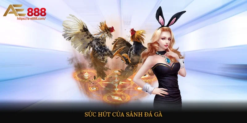 Sức hút của sảnh đá gà